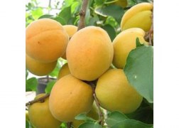 Prunus Armeniaca Ceglédi Kedves / Ceglédi Kedves kajszi